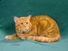 Honey Cat Ave Felis, red classic tabby Honey Cat Ave Felis, red classic tabby