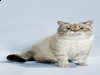 Modany Easy Rider, blue lynx (tabby) point, Cattery Modany Modany Easy Rider, blue lynx (tabby) point, Cattery Modany