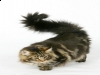 Devogro's Avalon, brown classic tabby, Cattery Devogro Devogro's Avalon, brown classic tabby, Cattery Devogro