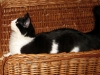 Fjascho's Elida, schwarz mit weiß, Cattery Batcave