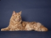 Pierroth vom Alpenwichtel, creme classic tabby, Cattery Batcave