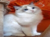 Lionsroyale Blossom of Elonadolls, blue bicolor, Cattery Elonadolls Lionsroyale Blossom of Elonadolls, blue bicolor, Cattery Elonadolls