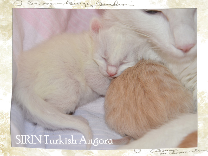 SIRIN Turkish Angora